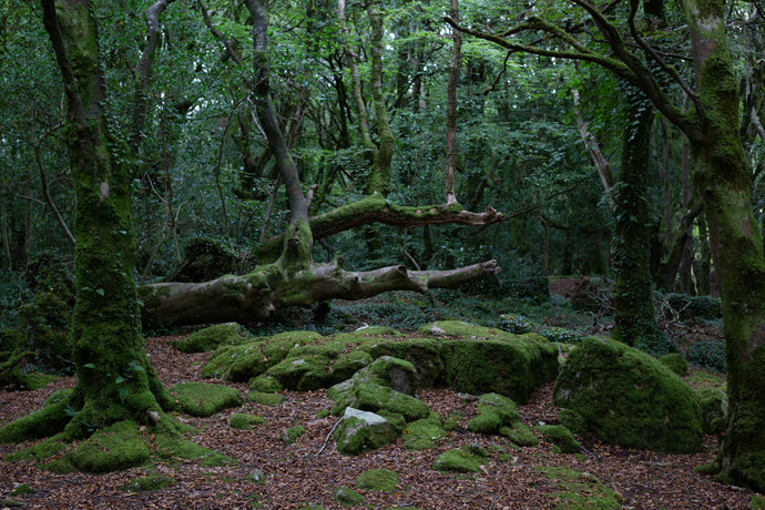 In the Hidden Depths of our Minds - Irish Woodlands