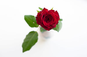 Still Life - Red Rose