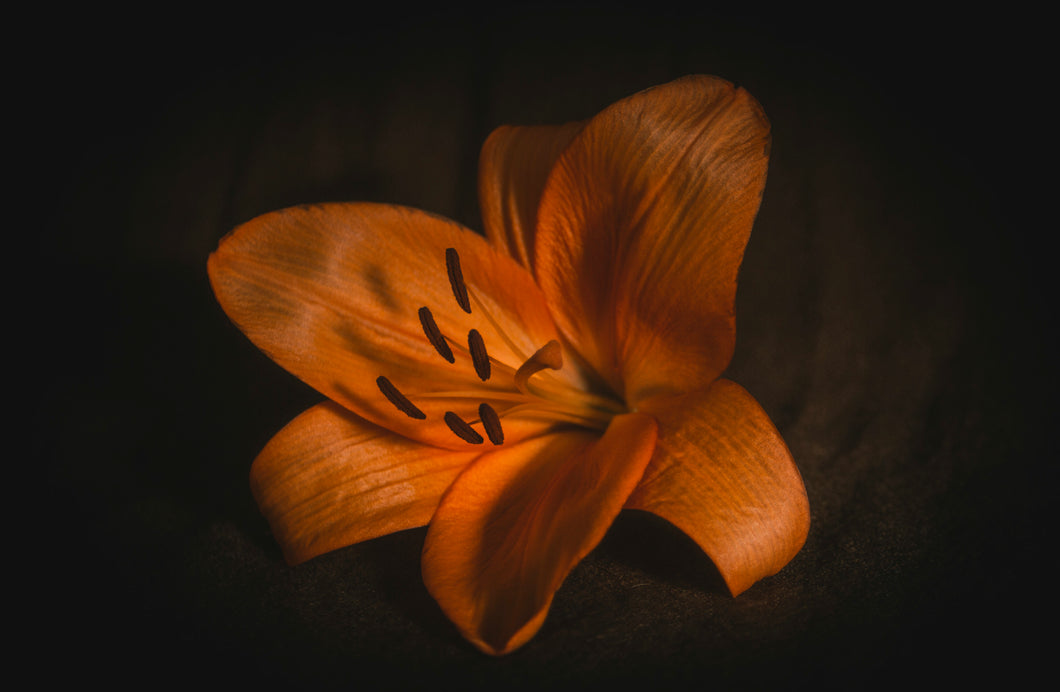 Still Life - Lily in Color