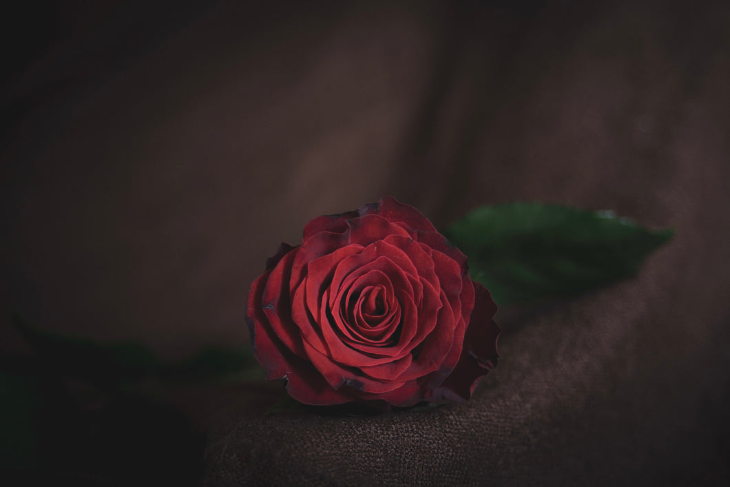 Still Life - Solemn Rose
